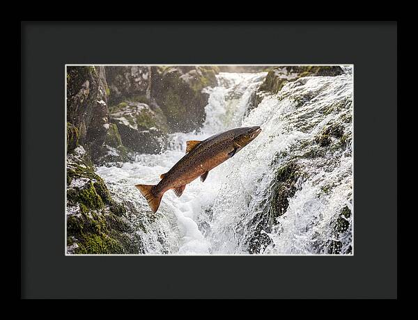 Atlantic Salmon Leaping