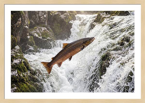 Atlantic Salmon Leaping