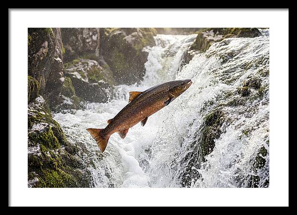 Atlantic Salmon Leaping