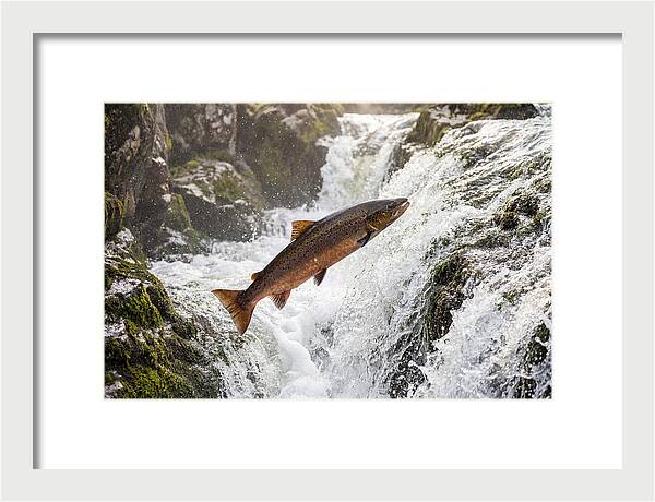 Atlantic Salmon Leaping