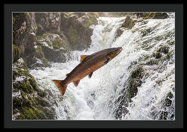 Atlantic Salmon Leaping