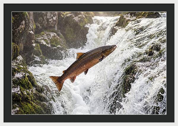 Atlantic Salmon Leaping