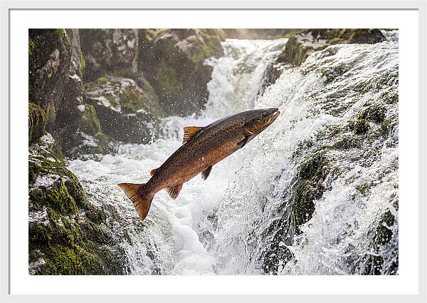 Atlantic Salmon Leaping