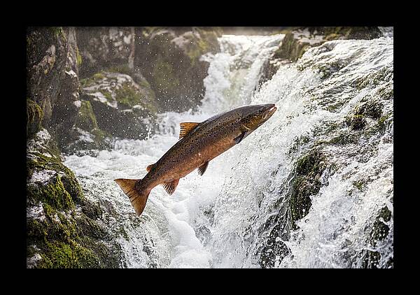 Atlantic Salmon Leaping