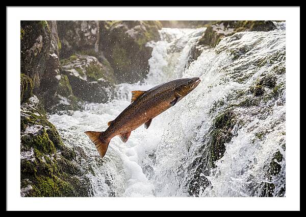 Atlantic Salmon Leaping