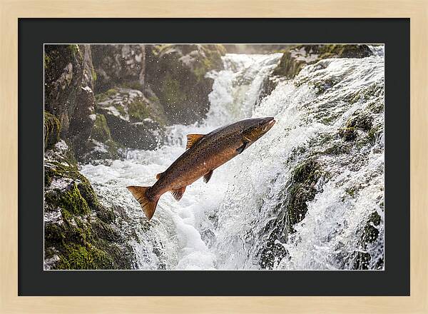 Atlantic Salmon Leaping