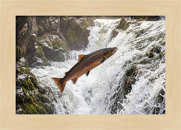 Atlantic Salmon Leaping