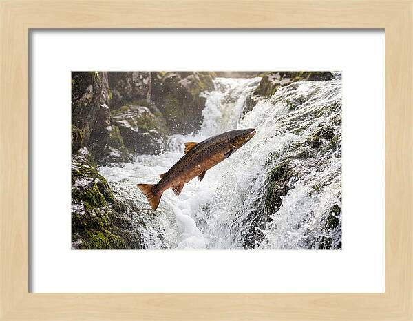 Atlantic Salmon Leaping