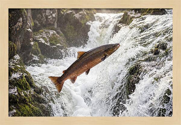Atlantic Salmon Leaping