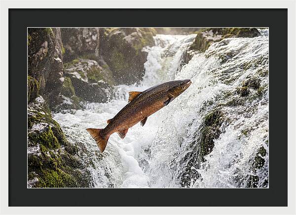 Atlantic Salmon Leaping