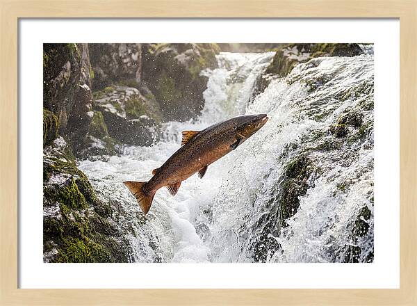 Atlantic Salmon Leaping