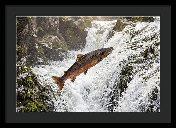 Atlantic Salmon Leaping