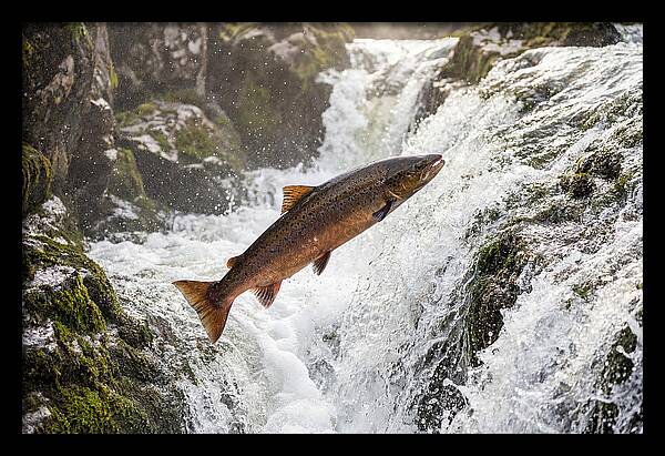 Atlantic Salmon Leaping