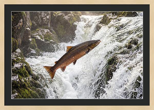 Atlantic Salmon Leaping