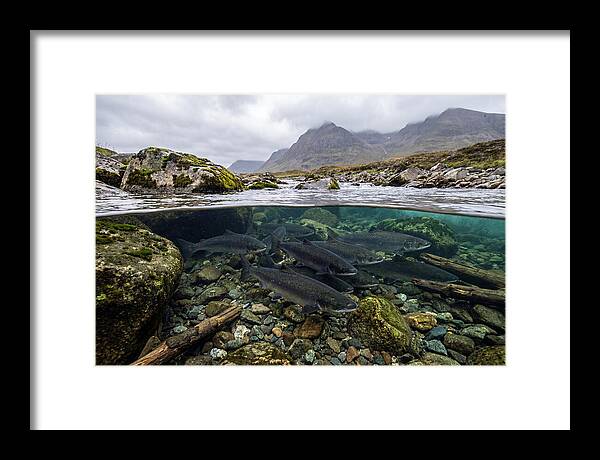 Atlantic Salmon Underwater Scene