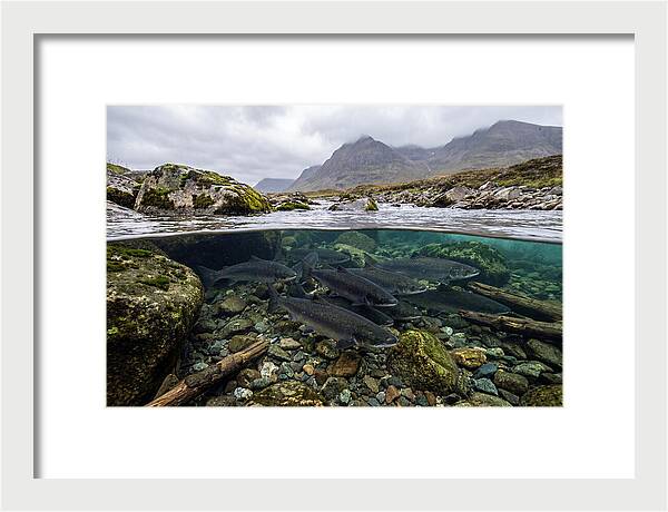 Atlantic Salmon Underwater Scene