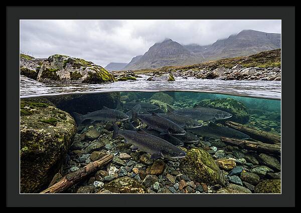 Atlantic Salmon Underwater Scene