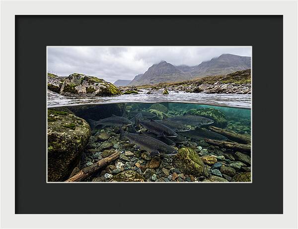 Atlantic Salmon Underwater Scene