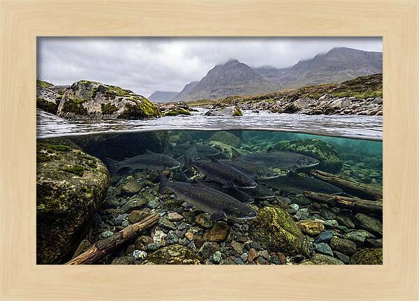 Atlantic Salmon Underwater Scene