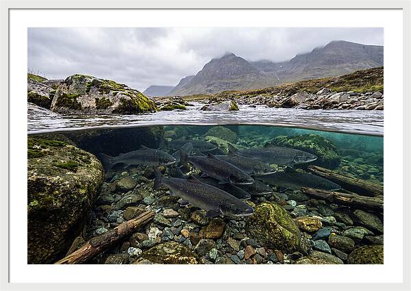 Atlantic Salmon Underwater Scene