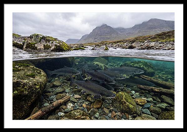 Atlantic Salmon Underwater Scene