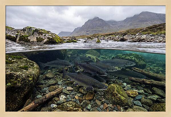 Atlantic Salmon Underwater Scene