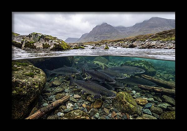 Atlantic Salmon Underwater Scene