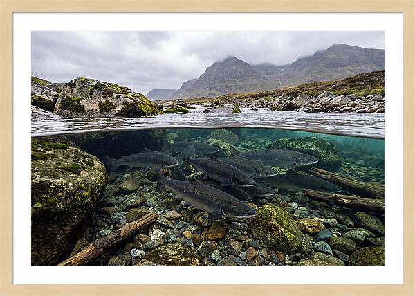 Atlantic Salmon Underwater Scene