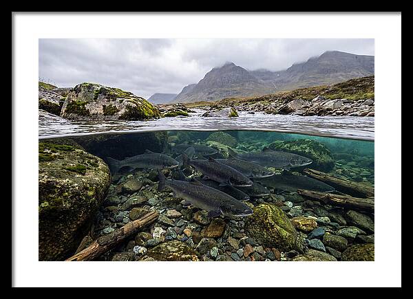 Atlantic Salmon Underwater Scene