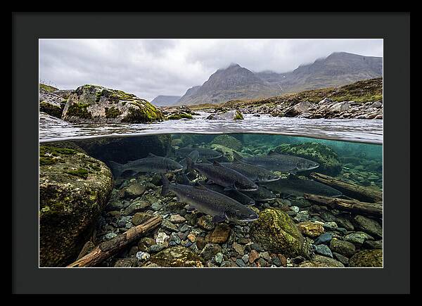 Atlantic Salmon Underwater Scene