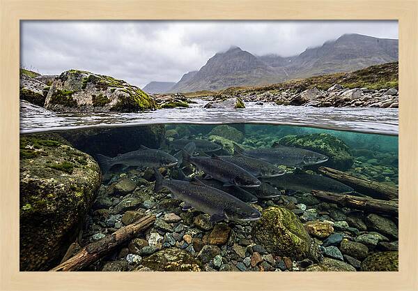 Atlantic Salmon Underwater Scene