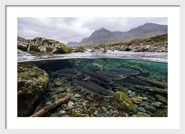 Atlantic Salmon Underwater Scene