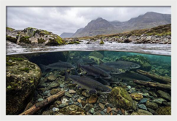 Atlantic Salmon Underwater Scene