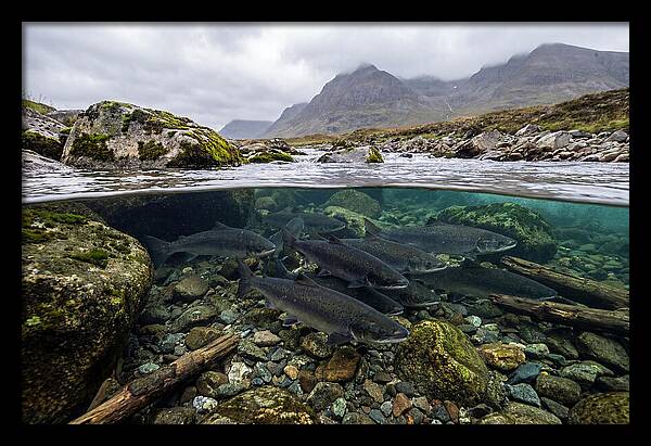 Atlantic Salmon Underwater Scene