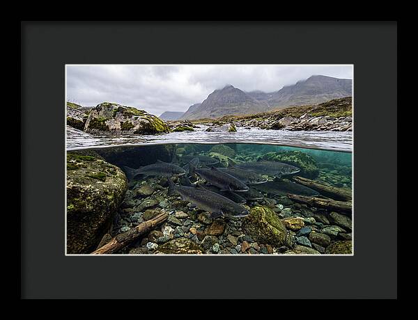 Atlantic Salmon Underwater Scene