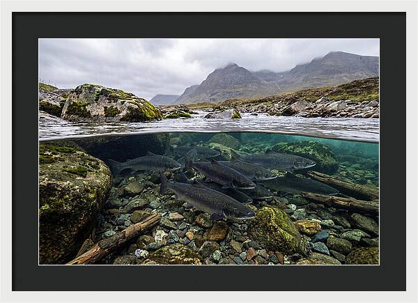 Atlantic Salmon Underwater Scene