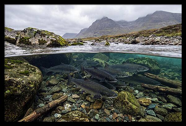Atlantic Salmon Underwater Scene