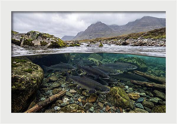 Atlantic Salmon Underwater Scene
