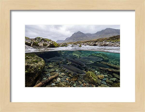 Atlantic Salmon Underwater Scene