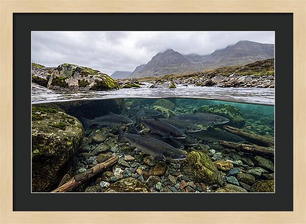 Atlantic Salmon Underwater Scene