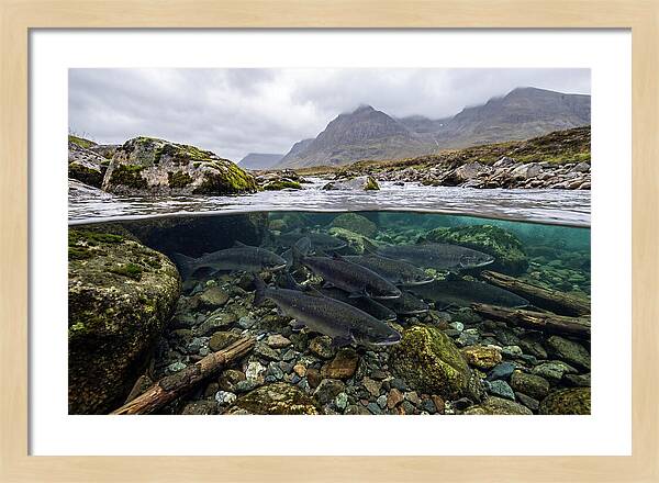 Atlantic Salmon Underwater Scene
