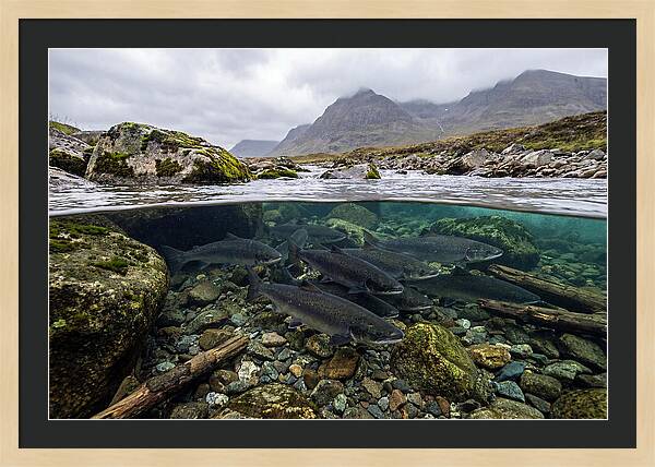 Atlantic Salmon Underwater Scene
