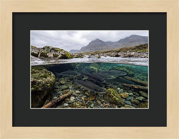 Atlantic Salmon Underwater Scene