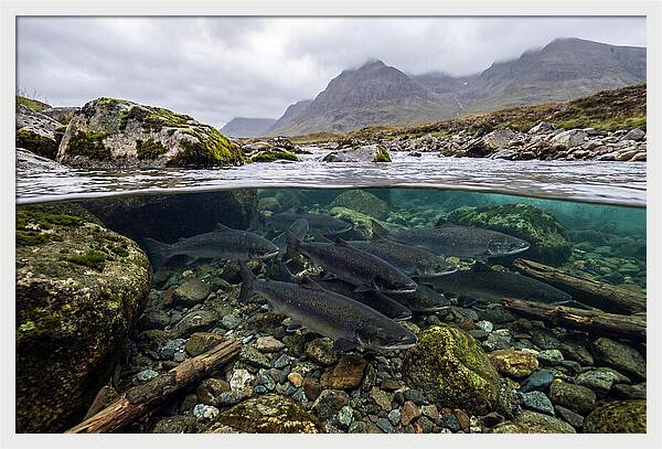 Atlantic Salmon Underwater Scene