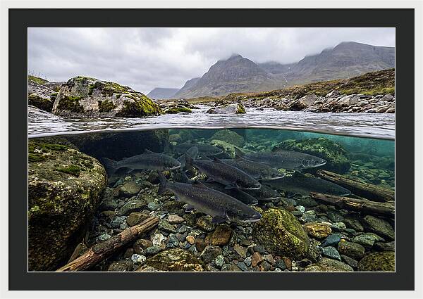 Atlantic Salmon Underwater Scene