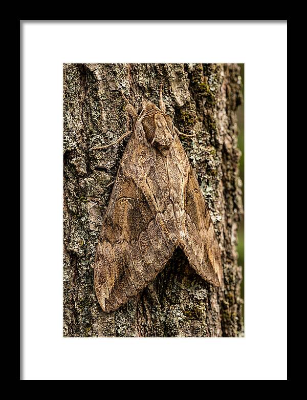 Atlas Moth Camouflaged On Bark