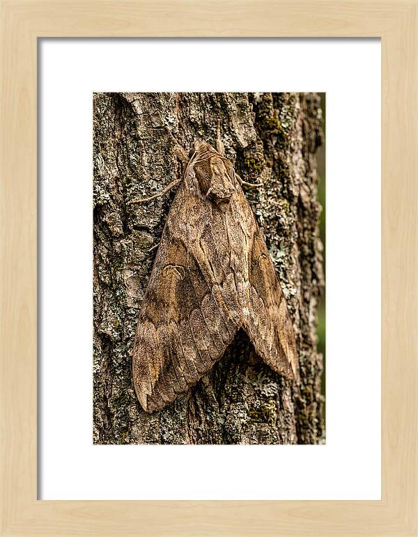 Atlas Moth Camouflaged On Bark