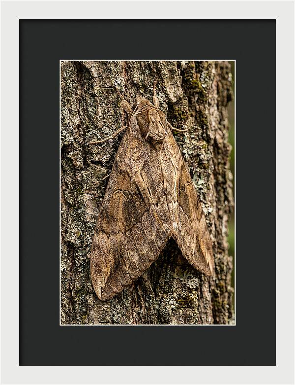 Atlas Moth Camouflaged On Bark