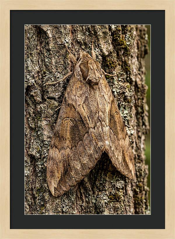 Atlas Moth Camouflaged On Bark
