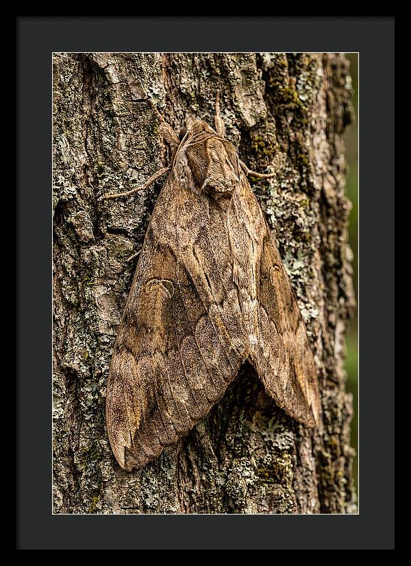 Atlas Moth Camouflaged On Bark